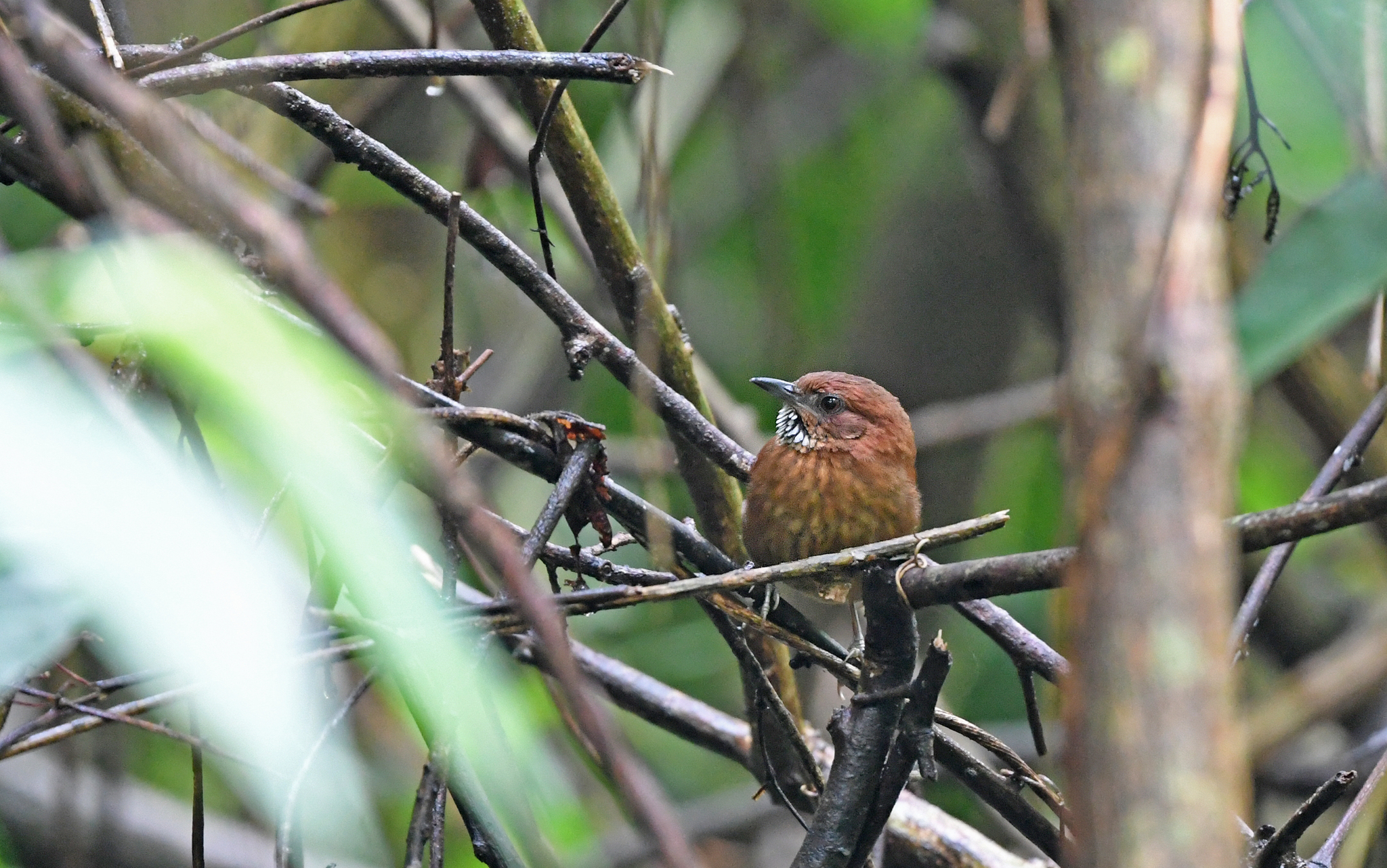 Stripe-breasted Spinetail (Synallaxis cinnamomea), photo 5