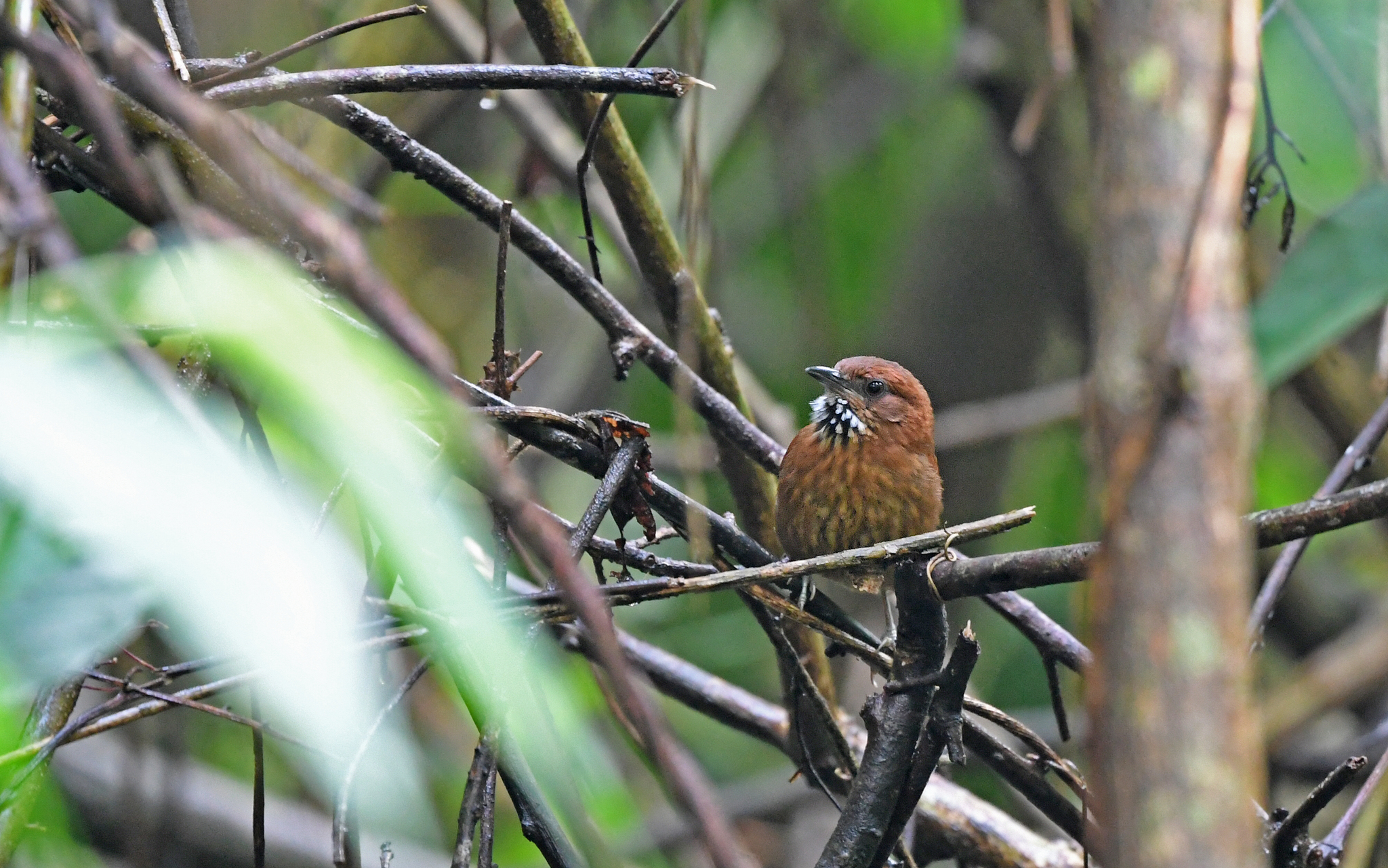 Stripe-breasted Spinetail (Synallaxis cinnamomea), photo 6