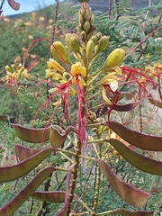 Erythrostemon gilliesii image