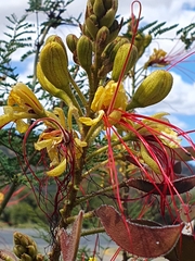 Erythrostemon gilliesii image