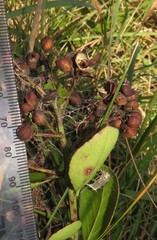 Gymnosporia markwardii