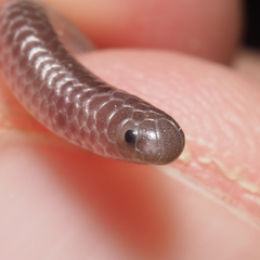 Giant Blind Snake photo 2