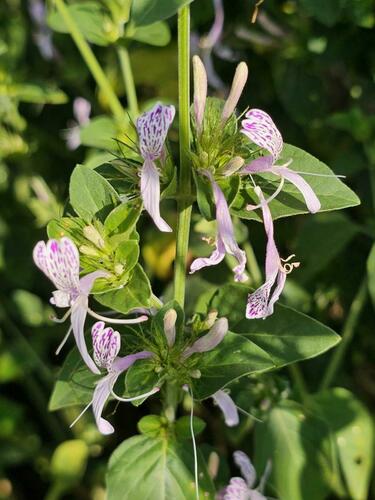 Hypoestes aristata var. aristata image