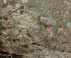 Epacris reclinata