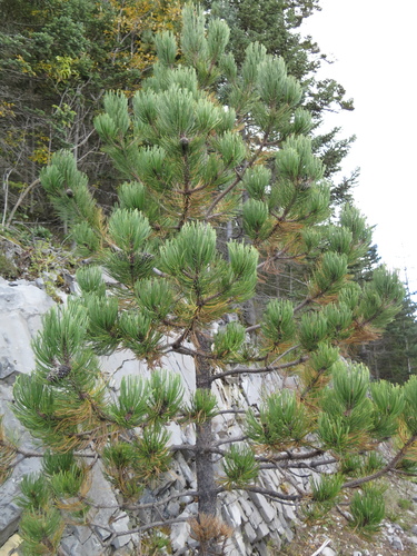 Hartweg's pine