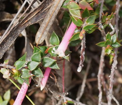 Epacris reclinata