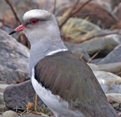 Andean Lapwing photo 5