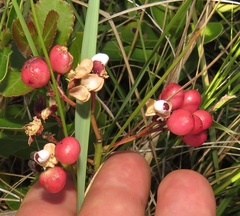 Gymnosporia markwardii