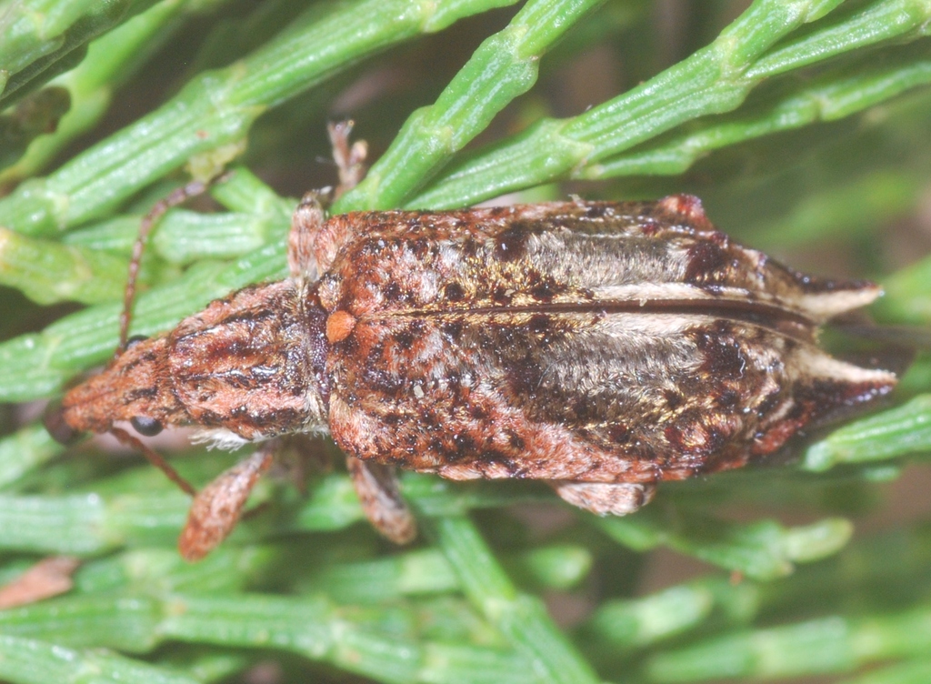 Cyrotyphus blandus