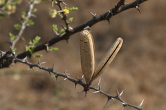 Vachellia hebeclada hebeclada