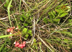 Gymnosporia markwardii