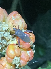 Leptoscelis quadrisignatus image