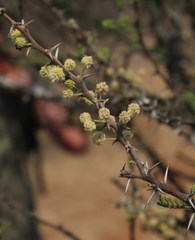 Vachellia hebeclada hebeclada