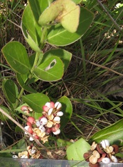 Gymnosporia markwardii