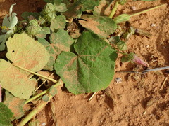 Pavonia senegalensis image