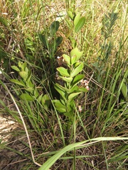Gymnosporia markwardii