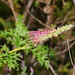 Grevillea acanthifolia - Photo (c) Reiner Richter, algunos derechos reservados (CC BY-NC-SA), subido por Reiner Richter