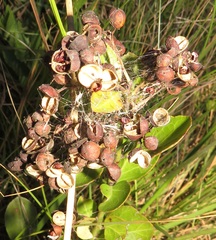 Gymnosporia markwardii
