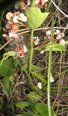 Gymnosporia markwardii