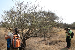 Vachellia hebeclada hebeclada