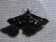 Diasemiodes nigralis