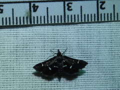 Diasemiodes nigralis