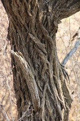 Vachellia hebeclada hebeclada