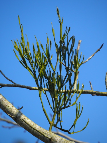 Image of Viscum articulatum by no rights reserved