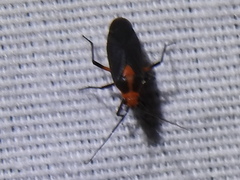 Prepops rubrovittatus