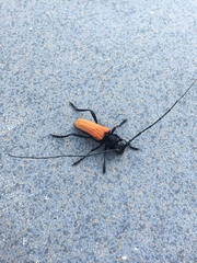 Tragidion coquus