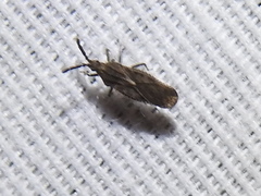 Teleonemia scrupulosa