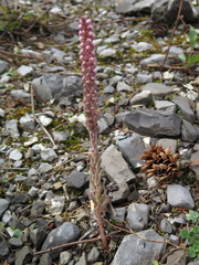 Villadia aristata