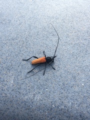 Tragidion coquus