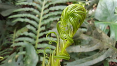 Blechnum brasiliense