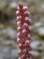 Villadia aristata
