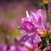 Rhododendron kanehirae - Photo Oikeuksia ei pidätetä, lähettänyt 葉子