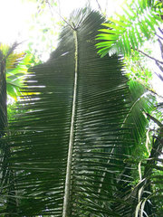 Attalea iguadummat