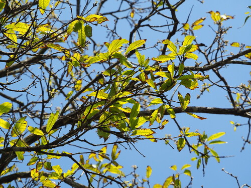 Image of Quercus variabilis by no rights reserved
