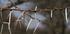 Vachellia tortilis
