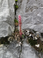 Villadia aristata