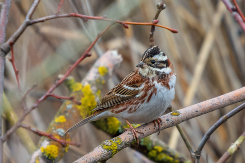 Escribano rústico (Emberiza rustica)