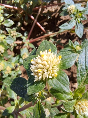Image of Gomphrena martiana by (c) Ricardo Medel, some rights reserved (CC BY)