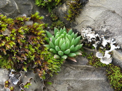 Villadia aristata