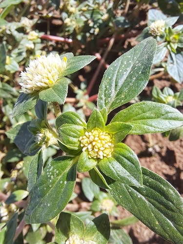 Image of Gomphrena martiana by (c) Ricardo Medel, some rights reserved (CC BY)