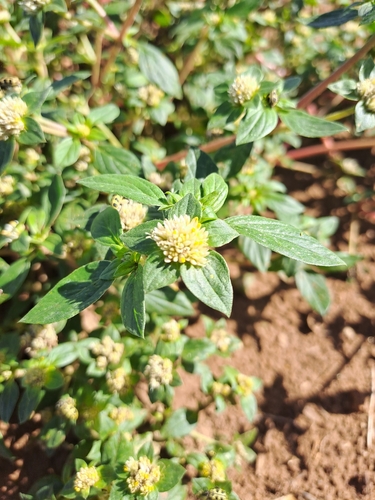 Image of Gomphrena martiana by (c) Ricardo Medel, some rights reserved (CC BY)