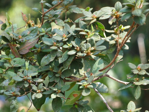 Image of Rhododendron oldhamii by no rights reserved