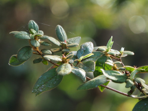 Image of Rhododendron oldhamii by no rights reserved