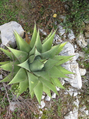Agave gentryi