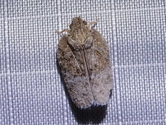 Flatoidinus punctatus