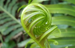 Blechnum brasiliense